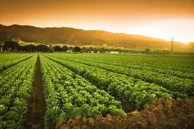 Forestry & Agriculture